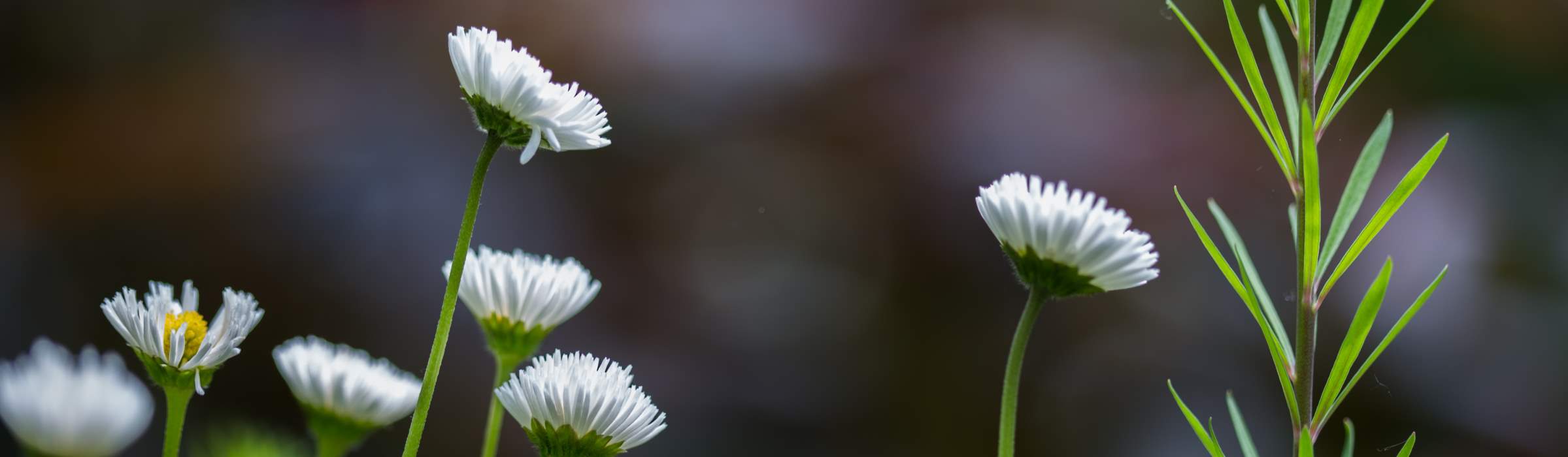 Bellis - a capella
