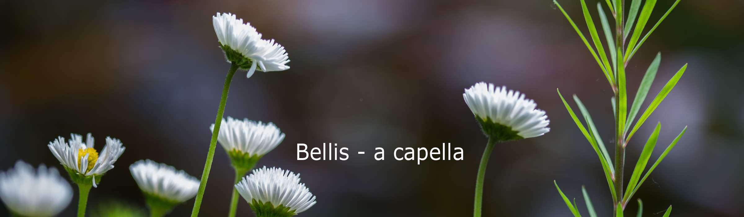 Bellis - a capella