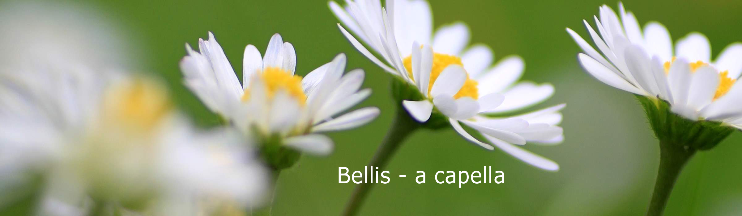 Bellis - a capella