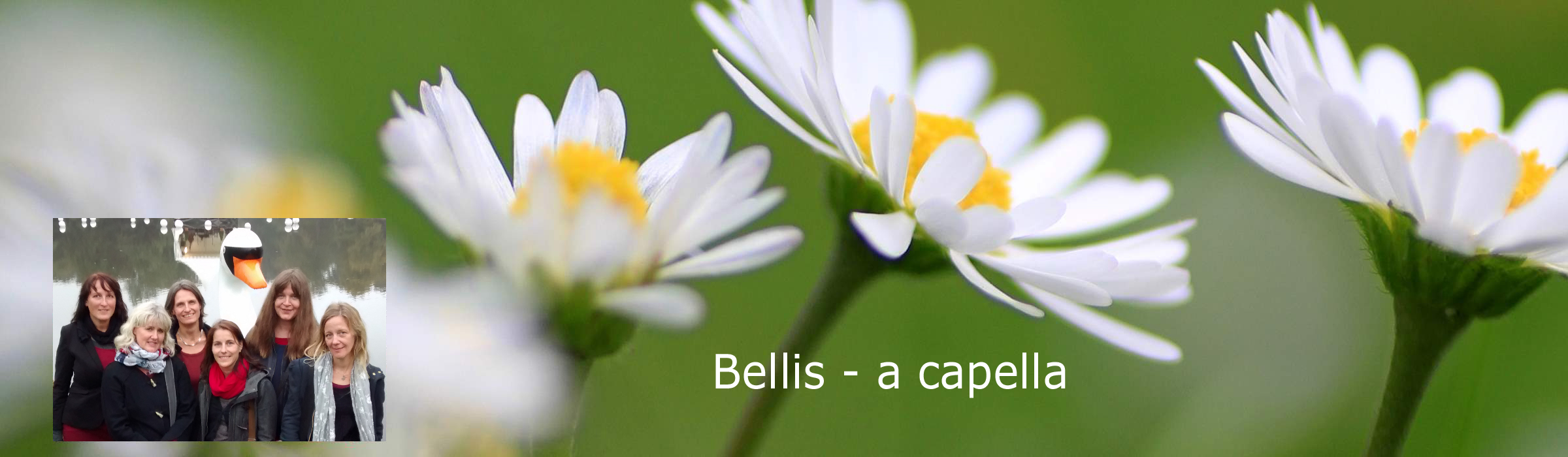 Bellis - a capella