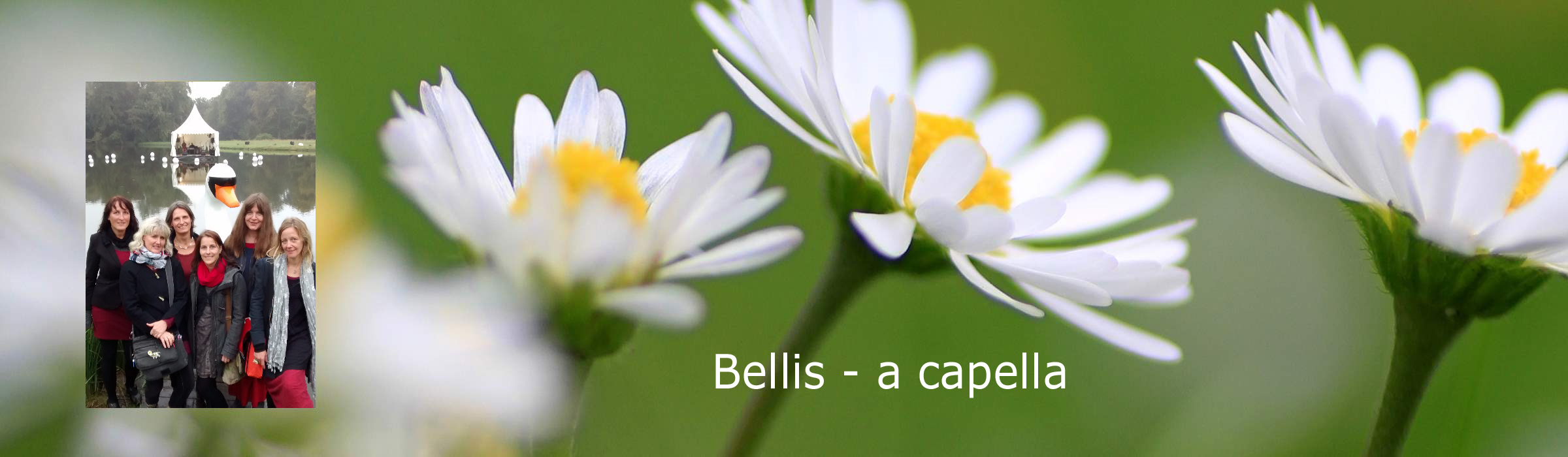 Bellis - a capella